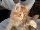 chaton maine coon disponible pour adoption 