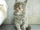 magnifique chaton maine coon disponible 