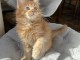 Chaton maine coon disponible 