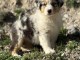 Chiot berger australien disponible 