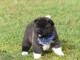 Je donne chiot Akita inu disponible 