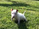 je donne chiot Bul terrier femelle 