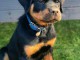 je donne chiot rottweiler disponible 