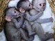 singe capucin m&acirc;le et femelle disponible 