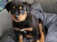 je donne chiot rottweiler 