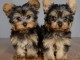 chiot type Yorkshire terrier 