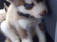 chiot husky sib&eacute;rien &agrave; donner 