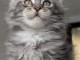 b&eacute;b&eacute; chaton maine coon disponible 