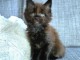 Chaton maine coon disponible 
