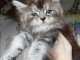b&eacute;b&eacute; chaton maine coon disponible 