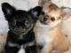 chiot chihuahua disponible 