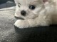 magnifique chiot bichon maltais 