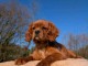 chiot type cavalier seul &agrave; adopter m&acirc;le 