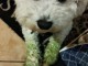 chiot bichon maltais disponible pour adoption 
