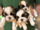 Dons chiot type Shih Tzu 
