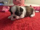 chiot Shih Tzu pour adoption 