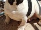 adorable chiot type bouledogue fran&ccedil;ais 