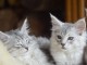 deux chatons maine coon disponible pour adoption 