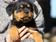 magnifique chiot rottweiler m&acirc;le 