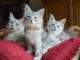 adorable chaton Maine coon femelle et m&acirc;le 