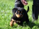 je donne chiot rottweiler disponible 
