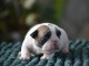 chiot type bouledogue fran&ccedil;ais disponible 