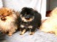 chiot type spitz nain Pom&eacute;ranie disponible 