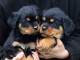 je donne chiot rottweiler disponible 