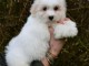 je donne chiot coton de Tul&eacute;ar adorable 