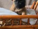 chiot bouledogue fran&ccedil;ais disponible 
