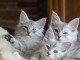 Dons b&eacute;b&eacute; chaton maine coon disponible 