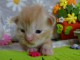 chaton maine coon m&acirc;le a donner 