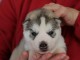 je donne chiot husky sib&eacute;rien m&acirc;le et femelle 