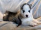 b&eacute;b&eacute; chiot husky sib&eacute;rien adorable 