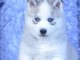 chiot husky sib&eacute;rien adorable &agrave; donner 