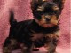 chiot Yorkshire terrier femelle a donner 