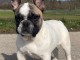 chiot bouledogue fran&ccedil;ais &agrave; donner 