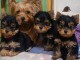 Dons b&eacute;b&eacute; chiot Yorkshire terrier 