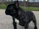 je donne chiot bouledogue fran&ccedil;ais 