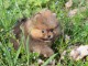 Magnifique chiot spitz allemand disponible 