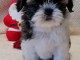 chiot Shih Tzu a donner 