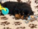 je donne chiot rottweiler disponible 
