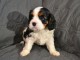 chiot cavalier king charle femelle a donner 