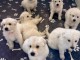 je donne chiot berger blanc suisse