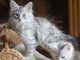 magnifique chaton maine coon disponible 