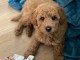 je donne chiot cockapoo disponible 