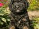 chiot cockapoo disponible pour adoption 