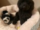 magnifique chiot cockapoo disponible 