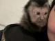 magnifique singe capucin m&acirc;le pour adoption 