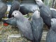 adoption perroquet gris du Gabon 